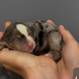 Gizmo - Blue merle male Miniature Australian Shepherd puppy in North Lakeport, California from Wild Rose Ranch