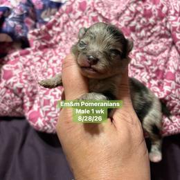 Merle - Blue merle male Pomeranian puppy in Kentucky from Em&M Pomeranians