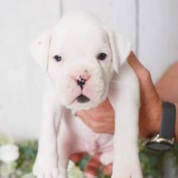 Boxer Puppies from Hawk Creek Boxers