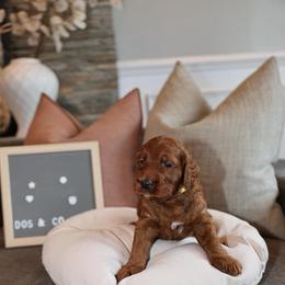 Yellow Jackpot - Red  male Goldendoodle puppy in Chicago, Illinois from Dos&CoKennels