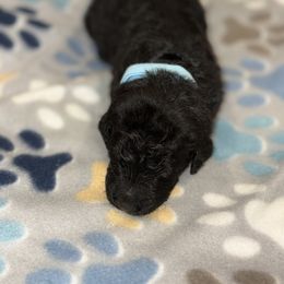 Goldendoodle and Poodle Puppies from Southern Stroll Poodles & Doodles