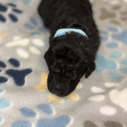 Goldendoodle and Poodle Puppies from Southern Stroll Poodles & Doodles