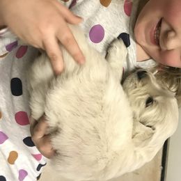 Golden Retriever Puppies from Snow Creek Goldens