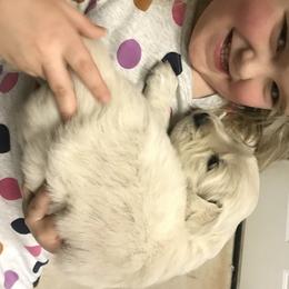 Golden Retriever Puppies from Snow Creek Goldens