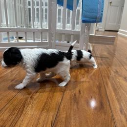 Biewer Terrier Puppies from Lozado’s Biewers