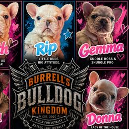 Bulldogs and French Bulldogs from Burrell’s Bulldog Kingdom