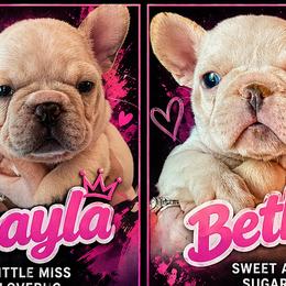 Bulldogs and French Bulldogs from Burrell’s Bulldog Kingdom