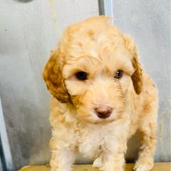 Black collar male - Apricot male Aussiedoodle puppy in Valdosta, Georgia from Fifth Day Farm