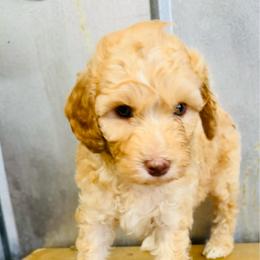 Black collar male - Apricot male Aussiedoodle puppy in Valdosta, Georgia from Fifth Day Farm