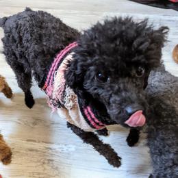 Chihuahua, Cockapoo, Cocker Spaniel, Poodle, Yorkipoo, and Yorkshire Terrier All Grown Up from Baker Kennels