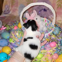 Girl 2 - White black and tan female Papillon puppy in Forest City, North Carolina from Eastern Papillions
