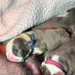 Fletcher - Blue male Boston Terrier puppy in Lakewood, California from So Cal Boston’s
