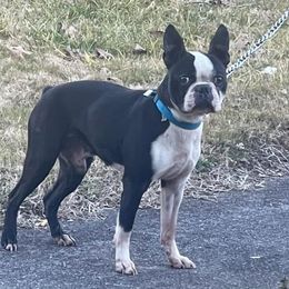 Crash - Boston Terrier