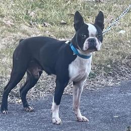 Crash - Boston Terrier