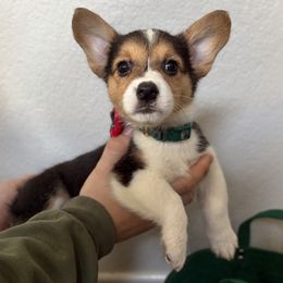 6 - Sable female Pembroke Welsh Corgi puppy in Garland, Texas from Barker's Corgis