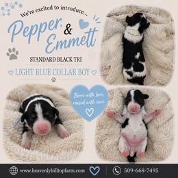 Light Blue Collar Boy - Black Tri - Parti male Poodle puppy in Charlo, Montana from Heavenly Hilltop Farm
