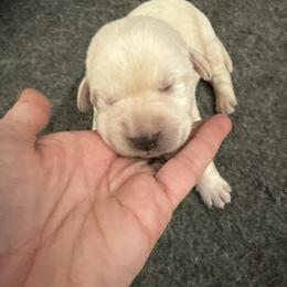 Boy 4 - Yellow male Labrador Retriever puppy in Isanti, Minnesota from Four Corners Family Labs