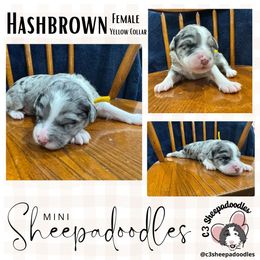 Hash brown - Gray and white female Sheepadoodle puppy in Bloomfield, New Jersey from C3 Sheepadoodles