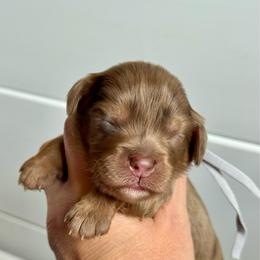Silver Girl-Phantom Brown Merle - Merle female Goldendoodle puppy in Lowville, New York from DM Hilltop FURfamily