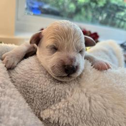 Brown Collar- Puppuccino - Cream male Assorted Doodle Crosses puppy in Upland, California from IDREAMOFPUPPIES