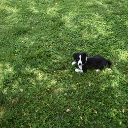 Border Collie Puppies from Porter’s Borders