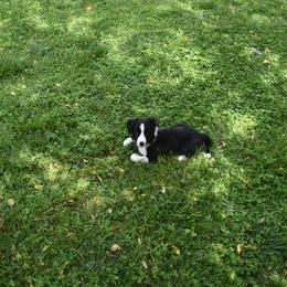 Border Collie Puppies from Porter’s Borders