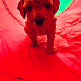 Poodle Puppies from The Victorious Poodle’s