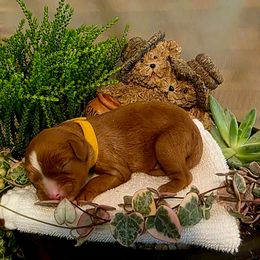 Tiink - Ruby female Cavalier King Charles Spaniel puppy in Pennsylvania from Julie's Cavalier King Charles Spaniels