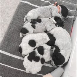 German Wirehaired Pointer and Golden Retriever Puppies from Pegram Kennels
