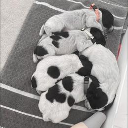 German Wirehaired Pointer and Golden Retriever Puppies from Pegram Kennels