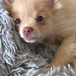 Sierra - Cream female Pomeranian puppy in Gloversville, New York from ADKPOM Adirondack Pomeranians