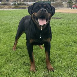 Shakti - Rottweiler