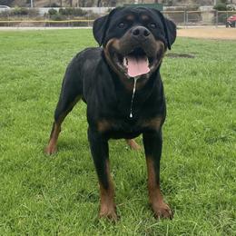 Shakti - Rottweiler