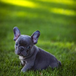 French Bulldog Puppies from K Solutions