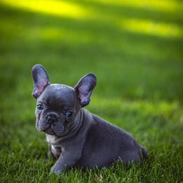 French Bulldog Puppies from K Solutions