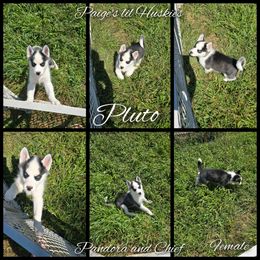 Pluto - Black and white female Siberian Husky puppy in Bloomfield, Indiana from Paiges lil huskies