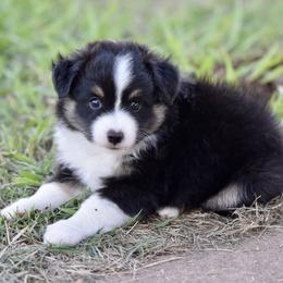 Boy 5 - male Toy Australian Shepherd puppy in Wichita Falls, Texas from Shooting Stars Ranch Toy and Mini Aussies