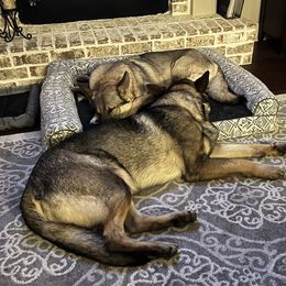 German Shepherd All Grown Up from A2 German Shepherd Dogs