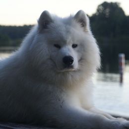 Samoyeds from DreamQuest Samoyeds
