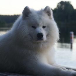 Samoyeds from DreamQuest Samoyeds