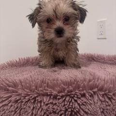 Chili Bean - Black gold and white female Shih Tzu puppy in Washington, Washington, D.C. from BVPT puppies
