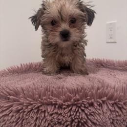 Chili Bean - Black gold and white female Shih Tzu puppy in Washington, Washington, D.C. from BVPT puppies