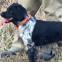 French Brittanys from Elevage dans le Bosquet