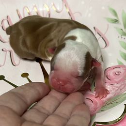 Hazel - Red female Boston Terrier puppy in Peru, Indiana from Angie's Little Bostons And Frenchies