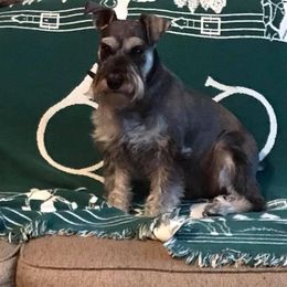 Miniature Schnauzer Puppies from Pierhaus Minature Schnauzers