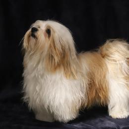 Moon - Havanese