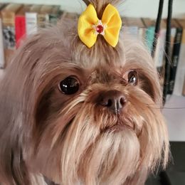 pen pen - Shih Tzu