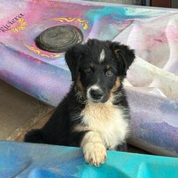 Watson - Black tri-color male Australian Shepherd puppy in Wichita Falls, Texas from Spotted Mule Aussies