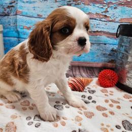 Caitlyn - AKC - Blenheim female Cavalier King Charles Spaniel puppy in Lebanon, Missouri from Leerose Puppies