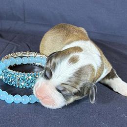 Aquamarine - Teal collar Female - Red female Pembroke Welsh Corgi puppy in Victoria, Texas from Clear Creek Corgis